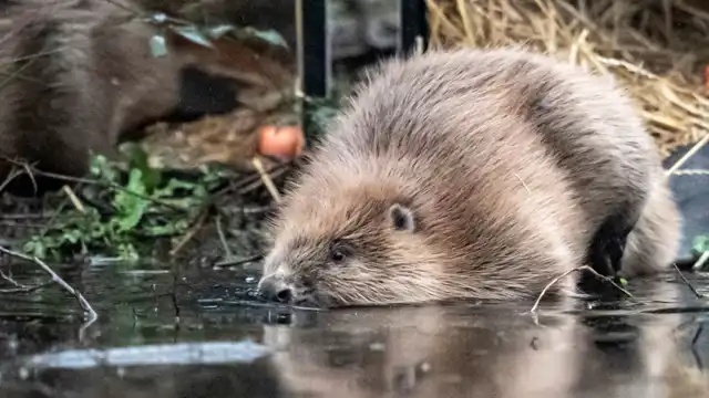 Thumbnail for Beavers Return to Somerset in a Landmark Reintroduction at Holnicote Estate Managed by the National Trust in Britain - Intermediate level Science exercise