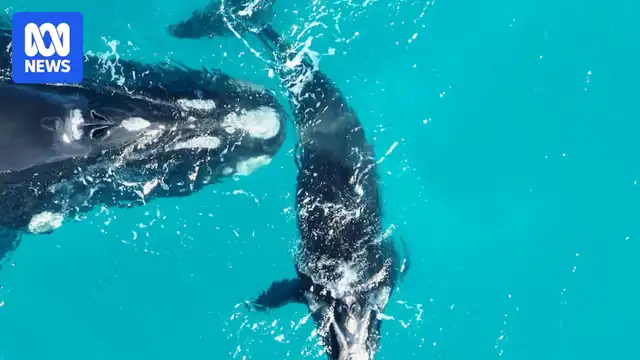 Thumbnail for Flinders University and Curtin University Experts Warn Climate Change Threatening Southern Right Whale Birth Rates - Beginner level General exercise