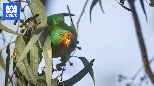 Thumbnail for James Bennett's Rare Sighting of Swift Parrots at Lake Cathie in Port Macquarie Sparks Conservation Hope in New South Wales and Tasmania - Advanced level General exercise